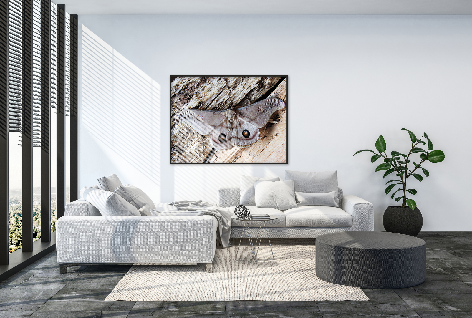 Empora Gum Moth original abstract contextualised office art modern decor photo print by Blair Montague Drake
